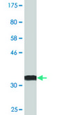 Monoclonal Anti-CDC20B antibody produced in mouse clone 2F2, purified immunoglobulin, buffered aqueous solution