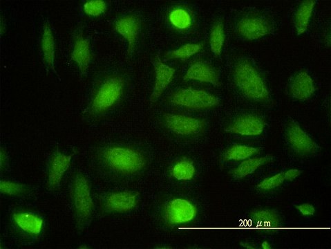 Monoclonal Anti-NPEPL1 antibody produced in mouse clone 3F8-1A6, purified immunoglobulin, buffered aqueous solution