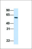 Anti-REC8 antibody produced in rabbit affinity isolated antibody