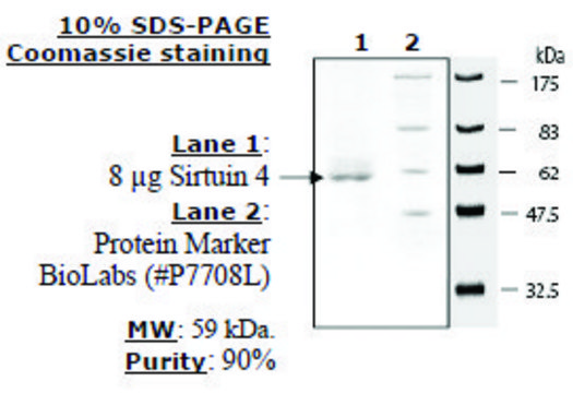 Sirtuin 4 human recombinant, expressed in E. coli, &#8805;70% (SDS-PAGE)