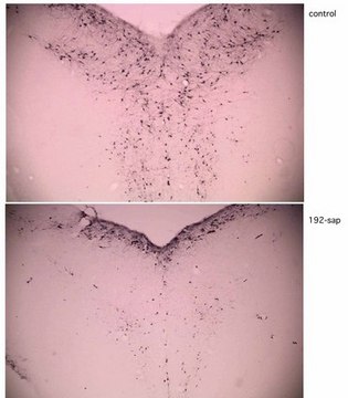 Anti-p75 LNGFR Antibody, Saporin conjugated, clone 192 clone 192, Chemicon&#174;, from mouse