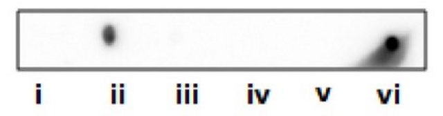 Anti-Phosphohistidine (pHis) from rabbit, purified by affinity chromatography