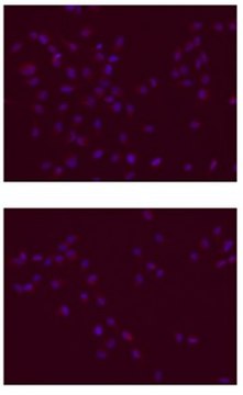 Anti-SOX-2 Antibody clone 6F1.2, Chemicon&#174;, from mouse