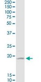Monoclonal Anti-D4S234E antibody produced in mouse clone 1C3, purified immunoglobulin, buffered aqueous solution