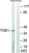 Anti-TOB1 antibody produced in rabbit affinity isolated antibody