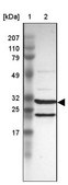 Anti-PSMA3 antibody produced in rabbit Prestige Antibodies® Powered by Atlas Antibodies, affinity isolated antibody, buffered aqueous glycerol solution