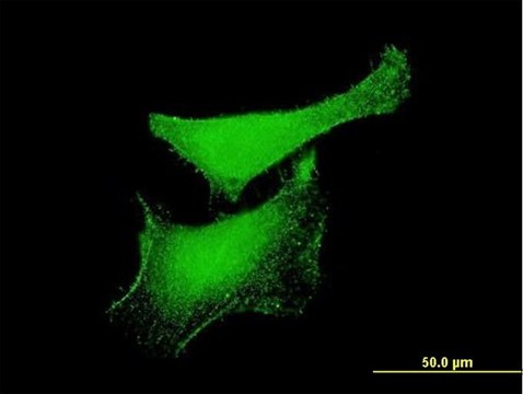 Monoclonal Anti-KLF6, (N-terminal) antibody produced in mouse clone 3C4, purified immunoglobulin, buffered aqueous solution