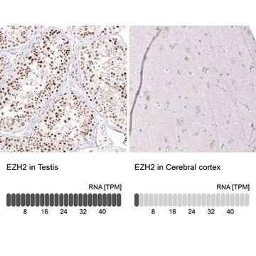 Monoclonal Anti-EZH2 antibody produced in mouse Prestige Antibodies&#174; Powered by Atlas Antibodies, clone CL11960, purified immunoglobulin, buffered aqueous glycerol solution