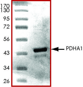 PDHA1 (30-390), His tagged human recombinant, expressed in E. coli, &#8805;70% (SDS-PAGE), buffered aqueous glycerol solution