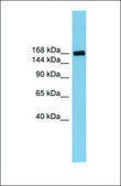 Anti-PARD3 antibody produced in rabbit affinity isolated antibody
