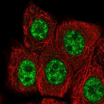 Anti-RBBP6 antibody produced in rabbit Prestige Antibodies&#174; Powered by Atlas Antibodies, affinity isolated antibody