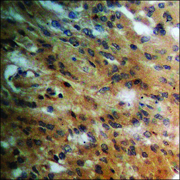 Anti-phospho-PPAR-&#947; (pSer112) antibody produced in rabbit affinity isolated antibody