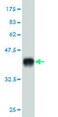 ANTI-GRK6 antibody produced in mouse clone 2G1, purified immunoglobulin, buffered aqueous solution