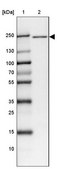 Anti-ANAPC1 antibody produced in rabbit Prestige Antibodies® Powered by Atlas Antibodies, affinity isolated antibody, buffered aqueous glycerol solution