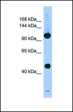 Anti-PSMD1, (N-terminal) antibody produced in rabbit affinity isolated antibody