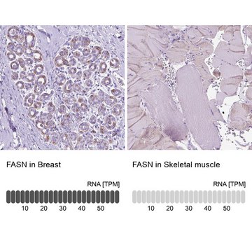 Anti-FASN antibody produced in rabbit Prestige Antibodies&#174; Powered by Atlas Antibodies, affinity isolated antibody, buffered aqueous glycerol solution