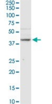 Anti-B3GNT3 antibody produced in rabbit purified immunoglobulin, buffered aqueous solution