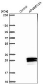 Anti-APOBEC3A antibody produced in rabbit Prestige Antibodies® Powered by Atlas Antibodies, affinity isolated antibody, buffered aqueous glycerol solution