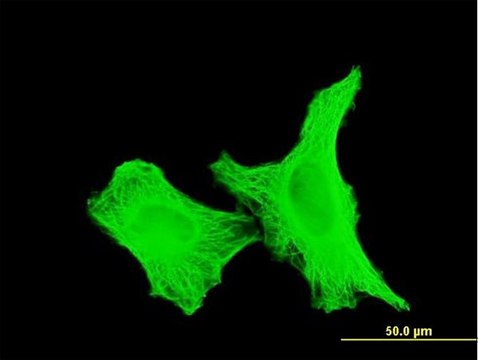 ANTI-TUBA1 antibody produced in mouse clone 2E9, purified immunoglobulin, buffered aqueous solution