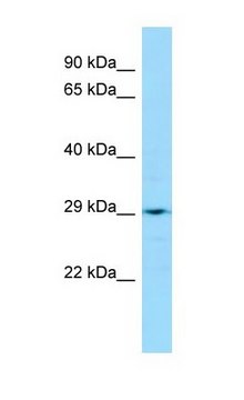 Anti-LRRC59 antibody produced in rabbit affinity isolated antibody