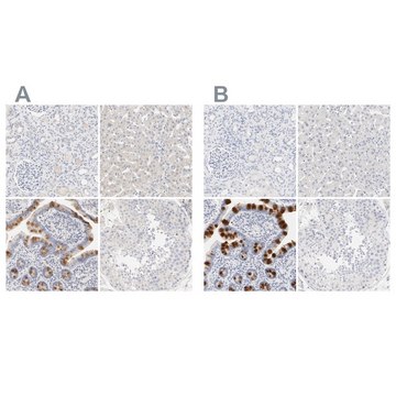 Anti-FCGBP antibody produced in rabbit Ab1, Prestige Antibodies&#174; Powered by Atlas Antibodies, affinity isolated antibody, buffered aqueous glycerol solution