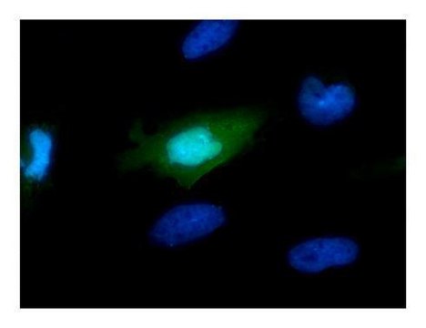 Monoclonal Anti-Myc tag antibody produced in mouse clone GT0002, affinity isolated antibody