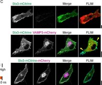 Anti-Syntaxin-3 Antibody, clone 1-146 clone 1-146, from mouse