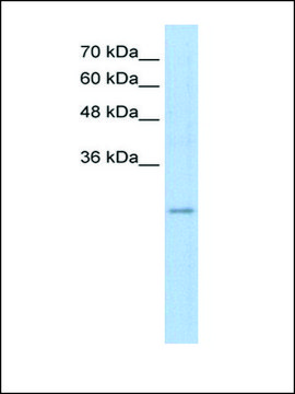 Anti-RFPL3 (AB2) antibody produced in rabbit IgG fraction of antiserum