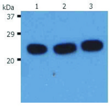 Monoclonal Anti-HRAS antibody produced in mouse clone H-RAS-03