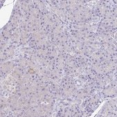 Anti-KIRREL3 antibody produced in rabbit Prestige Antibodies® Powered by Atlas Antibodies, affinity isolated antibody, buffered aqueous glycerol solution