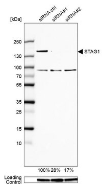 Anti-STAG1 antibody produced in rabbit Prestige Antibodies&#174; Powered by Atlas Antibodies, affinity isolated antibody, buffered aqueous glycerol solution