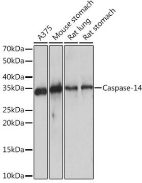 Anti-Caspase-14 Antibody, clone 6E2C1, Rabbit Monoclonal