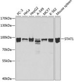Anti-STAT1 antibody produced in rabbit