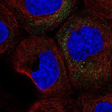 Anti-CSF2 antibody produced in rabbit Prestige Antibodies&#174; Powered by Atlas Antibodies, affinity isolated antibody