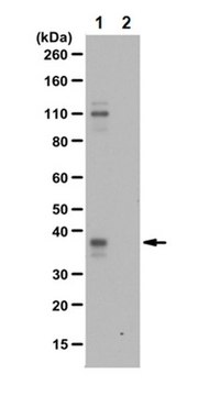 抗磷酸化HuR（Ser221）抗体 from rabbit, purified by affinity chromatography