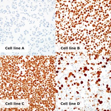 HPV/p16 Analyte ControlDR Cell line controls for immunohistochemistry and in situ hybridization