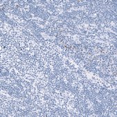 Monoclonal Anti-TCF7L2 antibody produced in mouse Prestige Antibodies® Powered by Atlas Antibodies, clone CL11547, purified antibody (Protein A)