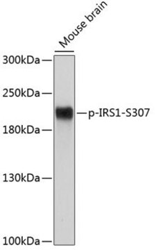 Anti-Phospho-IRS1-S307 antibody produced in rabbit