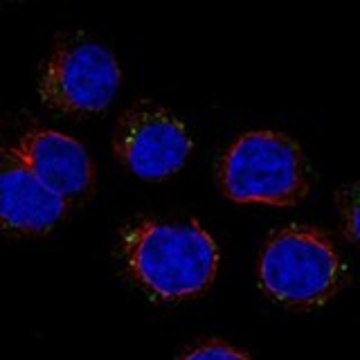 Anti-CD300C antibody produced in rabbit Prestige Antibodies&#174; Powered by Atlas Antibodies, affinity isolated antibody, buffered aqueous glycerol solution