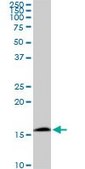 Monoclonal Anti-RPS23 antibody produced in mouse clone 1E3, purified immunoglobulin, buffered aqueous solution