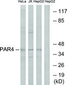 Anti-PAR4 antibody produced in rabbit affinity isolated antibody
