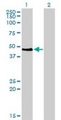 Monoclonal Anti-PAX2 antibody produced in mouse clone 3C7, purified immunoglobulin, buffered aqueous solution