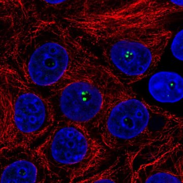 Anti-COIL antibody produced in rabbit Prestige Antibodies&#174; Powered by Atlas Antibodies, affinity isolated antibody