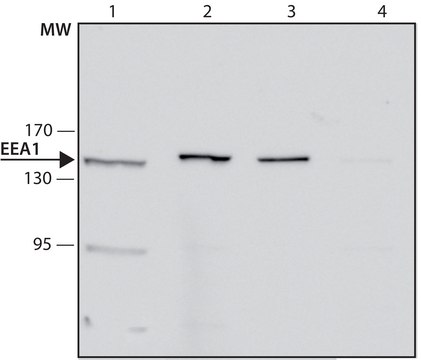 Anti -EEA1 抗体，小鼠单克隆 clone EEA1-N19, purified from hybridoma cell culture