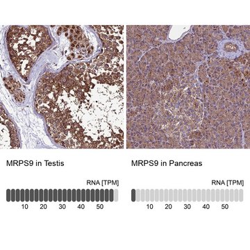 Anti-MRPS9 antibody produced in rabbit Prestige Antibodies&#174; Powered by Atlas Antibodies, affinity isolated antibody, buffered aqueous glycerol solution