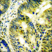Anti-phospho-WNK1 (pThr58) antibody produced in rabbit affinity isolated antibody