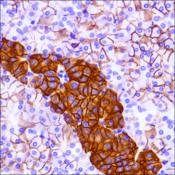 Anti-CD99 antibody, Rabbit monoclonal recombinant, expressed in proprietary host, clone SP119, affinity isolated antibody