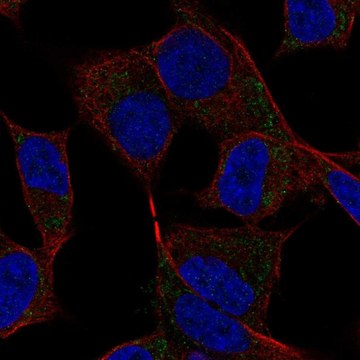 Anti-DAND5 antibody produced in rabbit Prestige Antibodies&#174; Powered by Atlas Antibodies, affinity isolated antibody