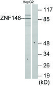 Anti-ZNF148, N-Terminal antibody produced in rabbit affinity isolated antibody