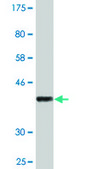 Monoclonal Anti-CPA4 antibody produced in mouse clone 1F4, purified immunoglobulin, buffered aqueous solution